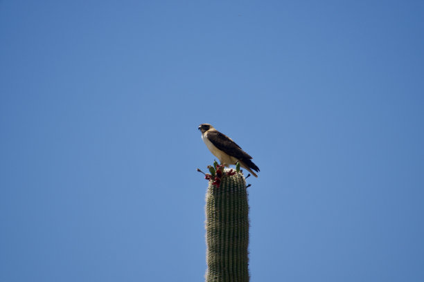 raptor