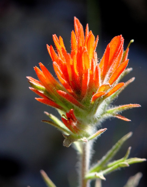hawkweed