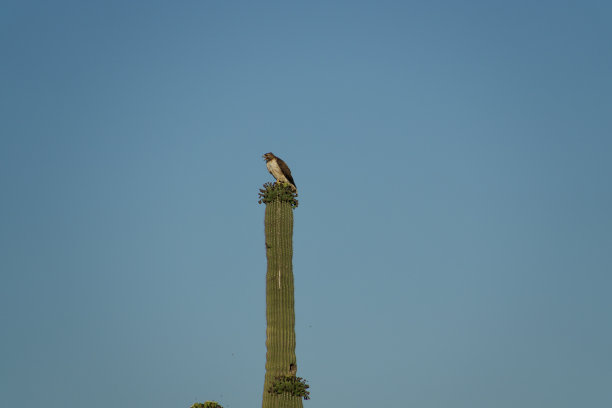 raptor