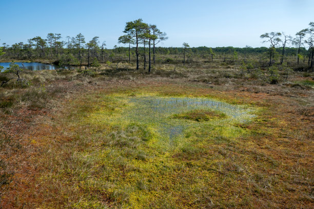 marsh