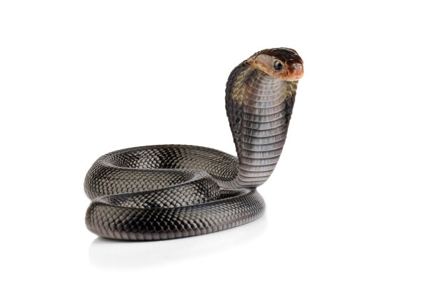 cobra