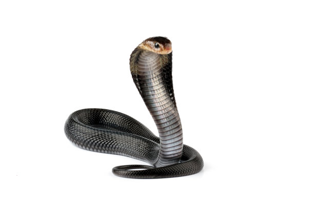 cobra