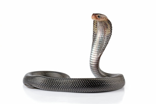 cobra