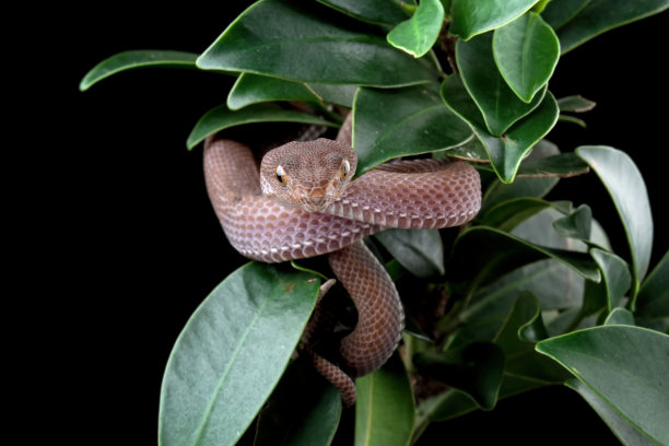 atheris
