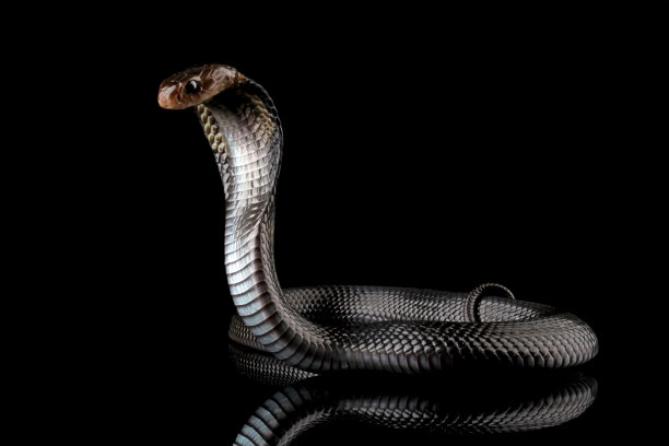 cobra