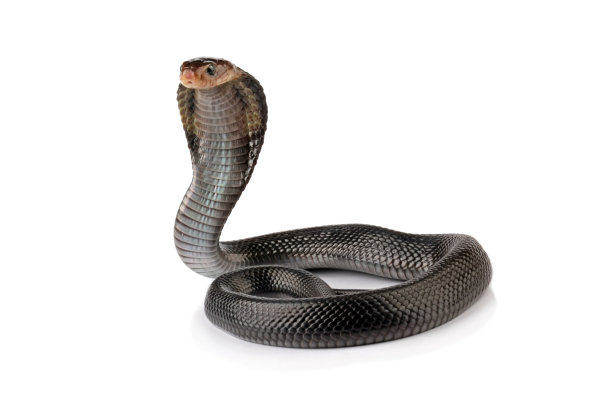 cobra