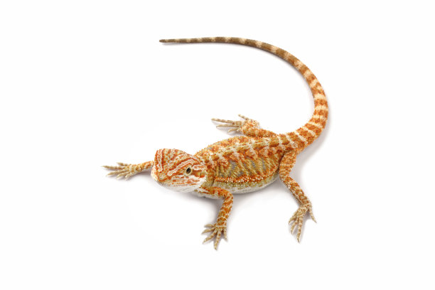agama