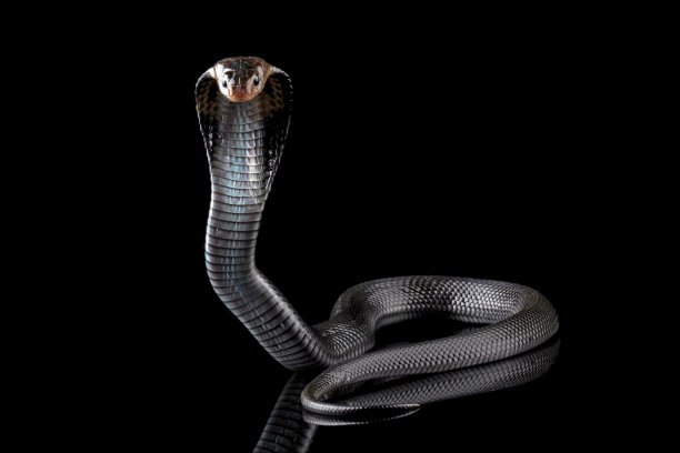 cobra