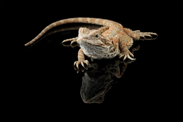 pogona