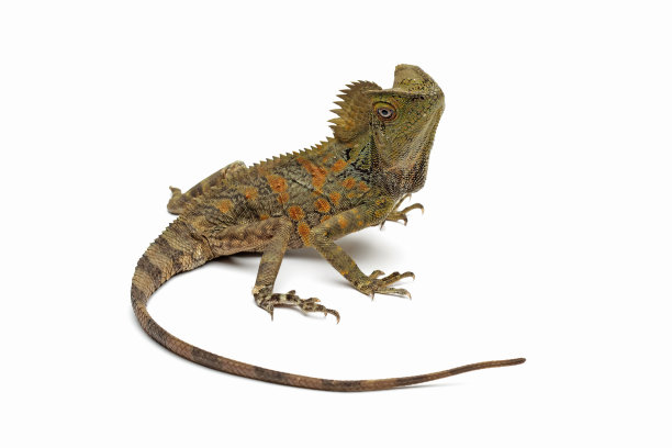 agama