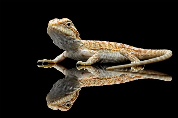 pogona