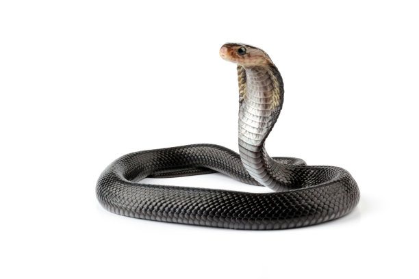cobra