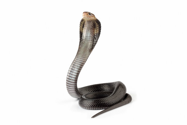 cobra