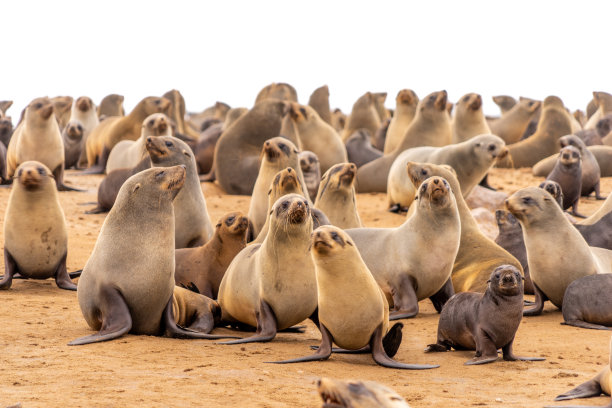 colony