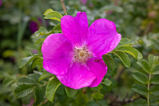 rugosa