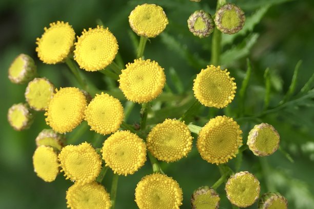 tanacetum