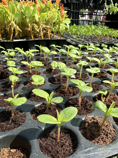 农作物植物种子发芽