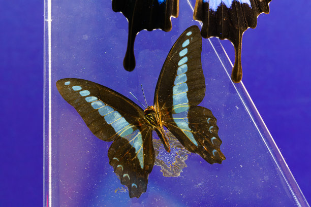 danaus