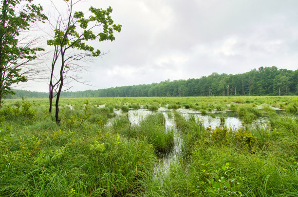 marsh