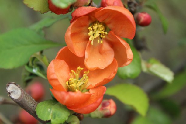 chaenomeles
