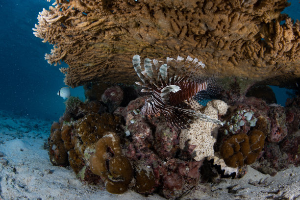 lionfish