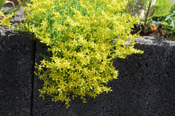 sedum