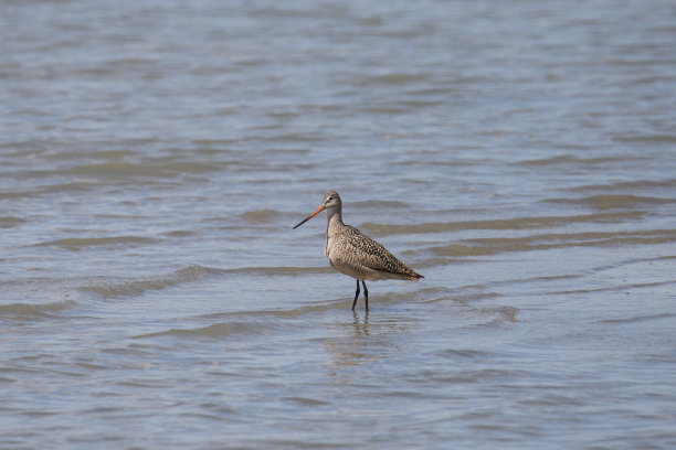 limosa