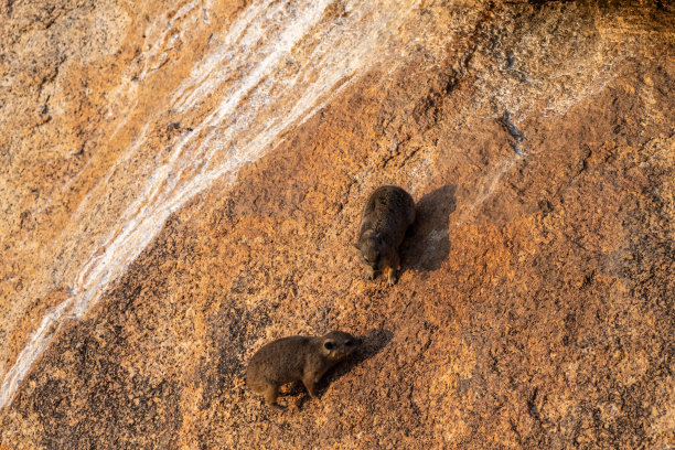 hyracoidea