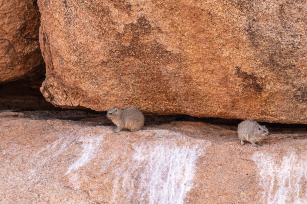 hyracoidea