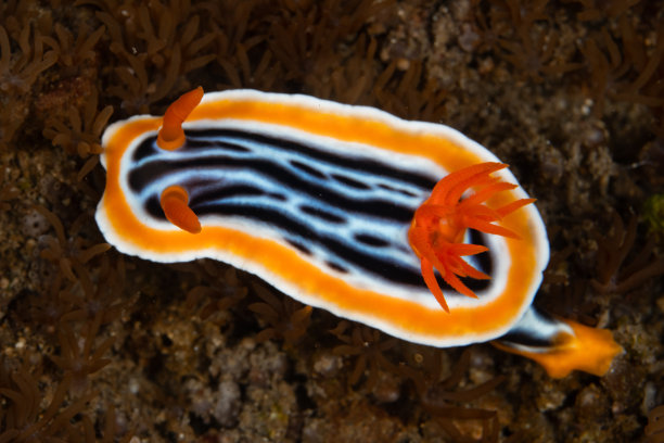 mollusk