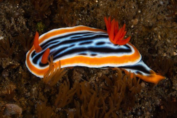 mollusk