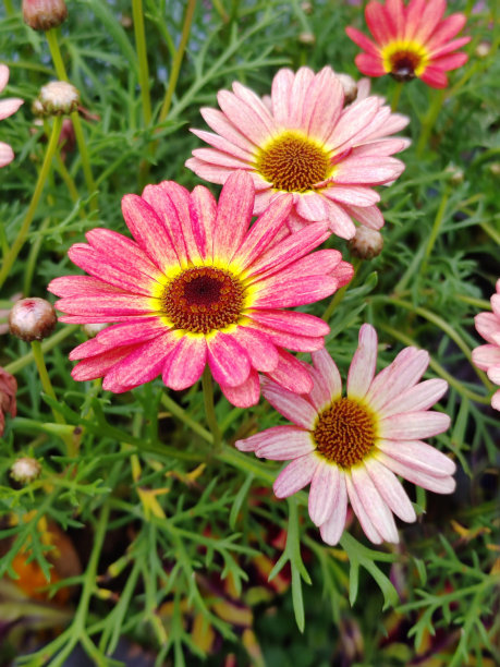 gazania