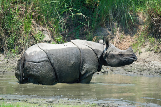 chitwan