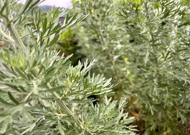 wormwood