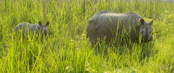 chitwan