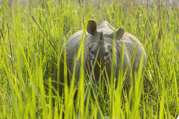 chitwan
