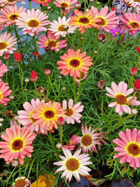 gazania