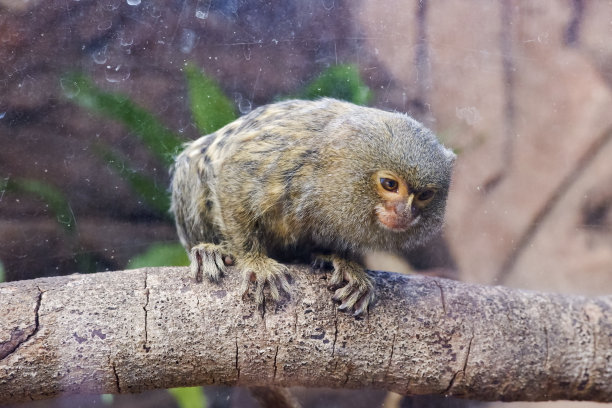 marmoset