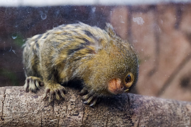 marmoset