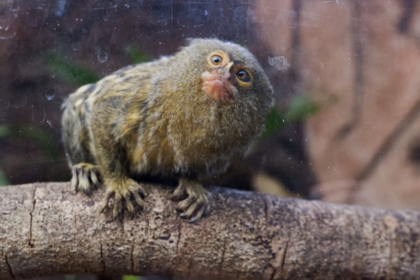 marmoset