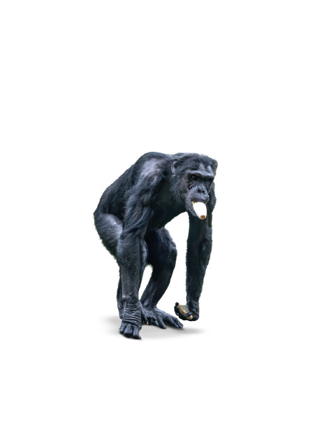 ape