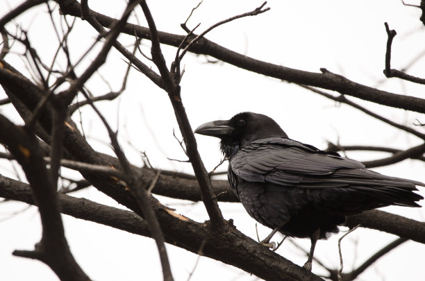 raven
