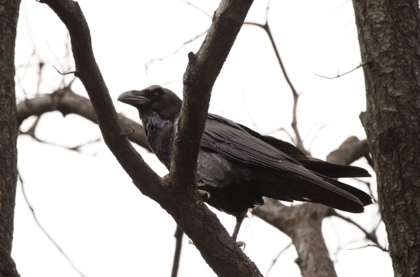 raven