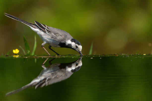 wagtail