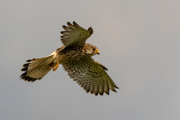 falcon