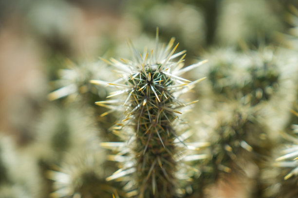 cholla