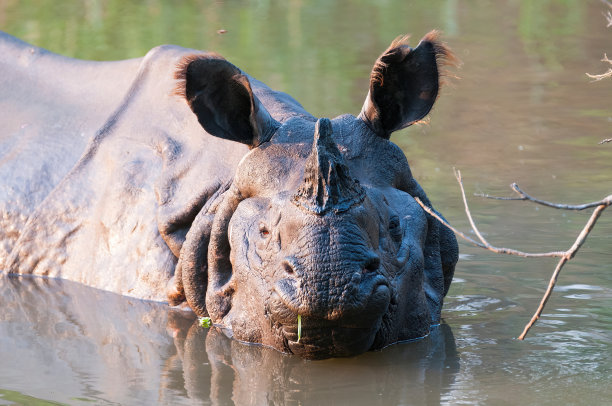 chitwan