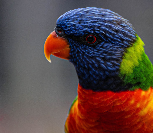 lorikeets