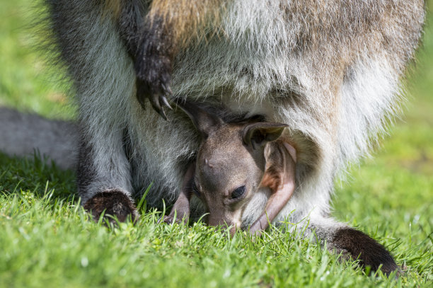 pouch