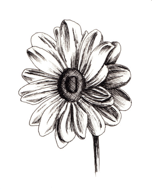 野菊花线描